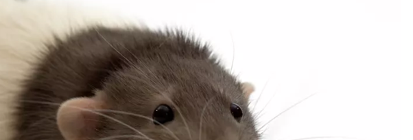 do-rats-have-good-eyesight-peststop