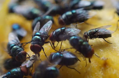 Crazy Kiwi Bug invasion - flies, flies, flies