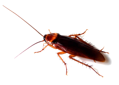 Cockroaches – identification and control.