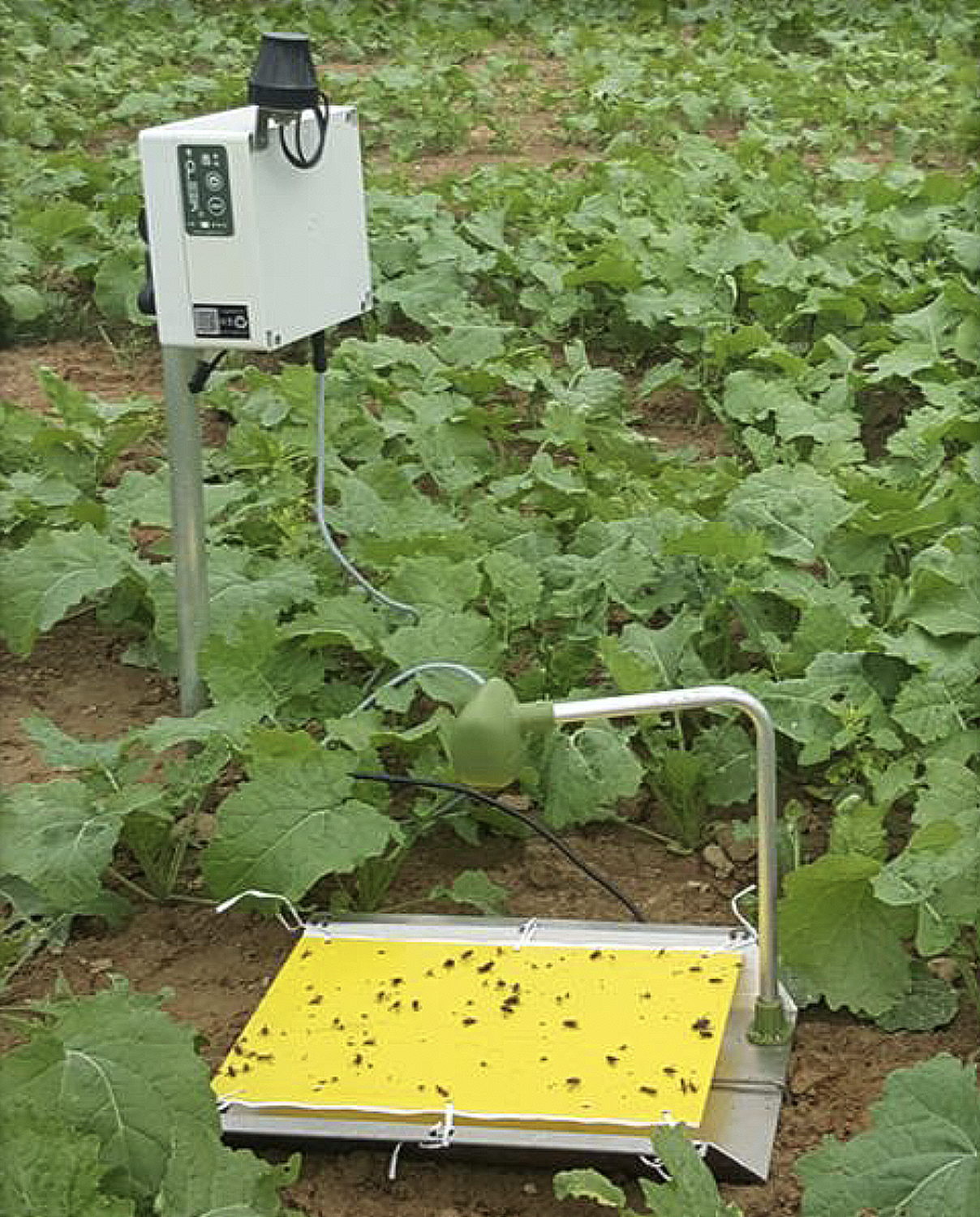 Insect Spotter Identify the enemy, avert economic disaster. Insect Pest I.D., and Str ...