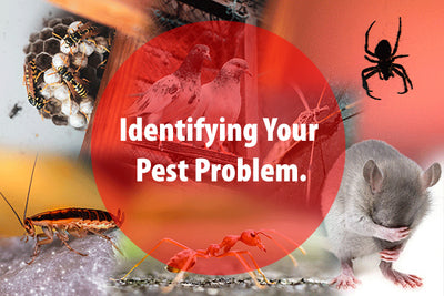 Identifying your pest problem.