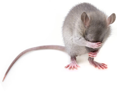 Rodents (Rats N Mice) – how to beat them
