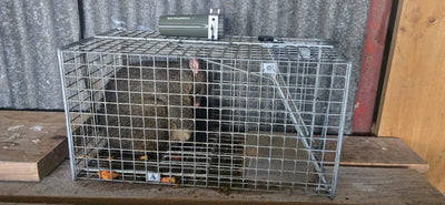 Live Capture Cage for Mustelids, Possums & Wild Cats