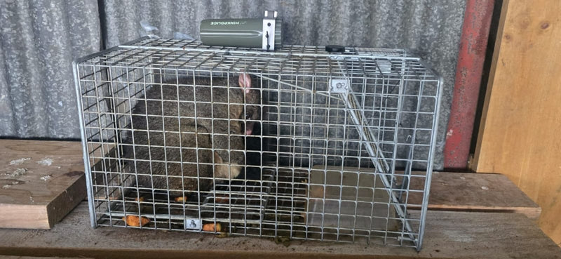 Live Capture Cage for Mustelids, Possums & Wild Cats