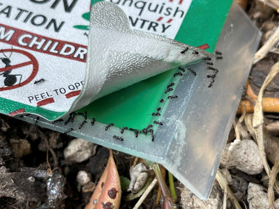 Vanquish Sentry - 4 pack