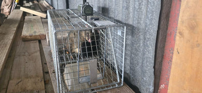 Live Capture Cage for Mustelids, Possums & Wild Cats
