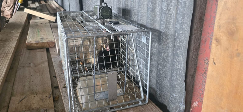 Live Capture Cage for Mustelids, Possums & Wild Cats