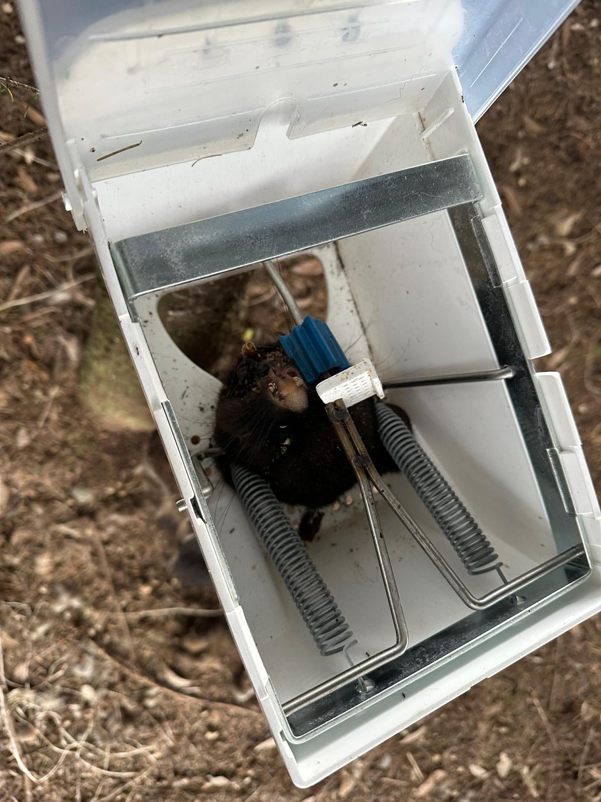 How to use a Trapinator possum trap — Predator Free Dunedin