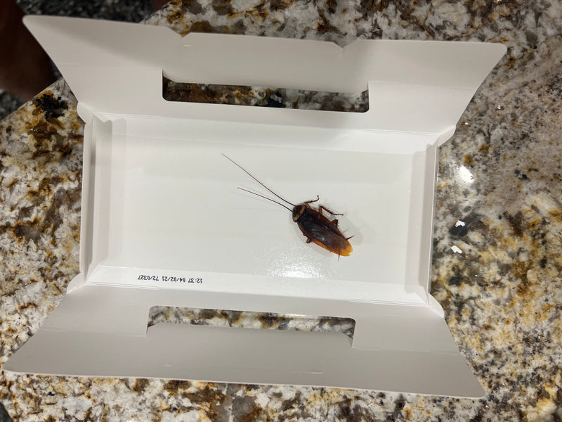 Lured Cockroach Monitor Trap