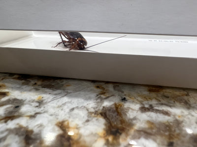 Cockroach Monitor with Pheromone