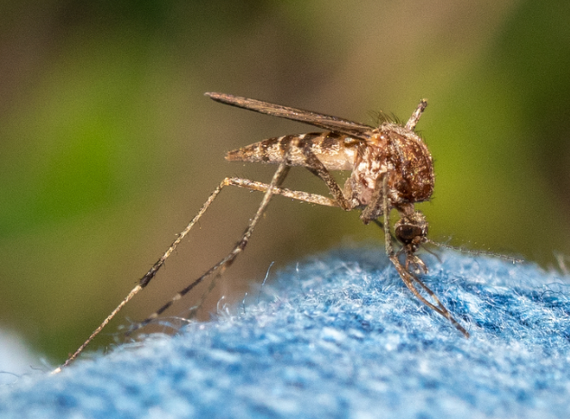 Stinging Flies Nz