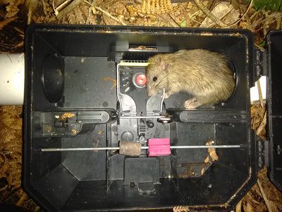 Trapsensor Mouse Trap Unit
