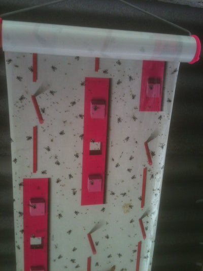 Fly Control and Fly Sticky Trap Sheet 